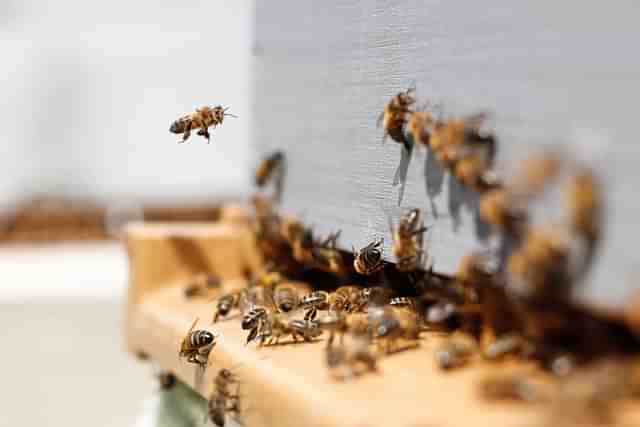 Beehives on the border fence will enhance security and assist the local community through apiculture. (Photo by Damien TUPINIER on Unsplash)