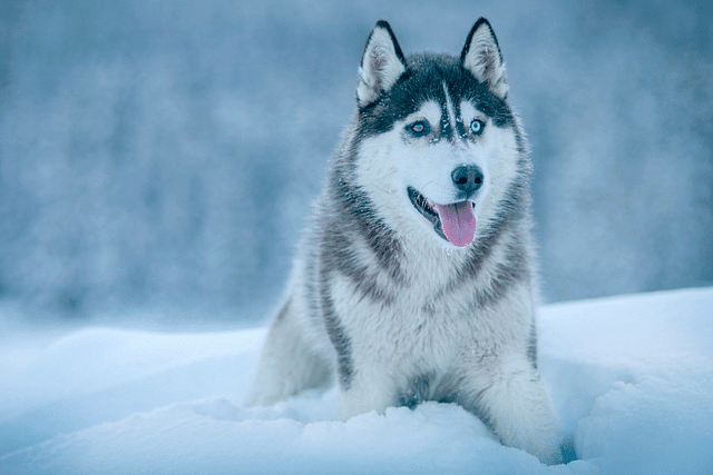 A Siberian Husky (Photo by photo nic on Unsplash)