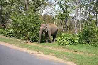 Elephant heading to cross National Highway 67 at the Bandipur National Park (Ambigapathy/Wikimedia Commons)