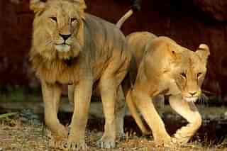 Lion couple (representative image)