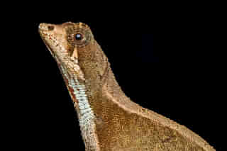 Researchers discovered the Agasthyagama edge, or northern kangaroo lizard, at a bus stop in India. 