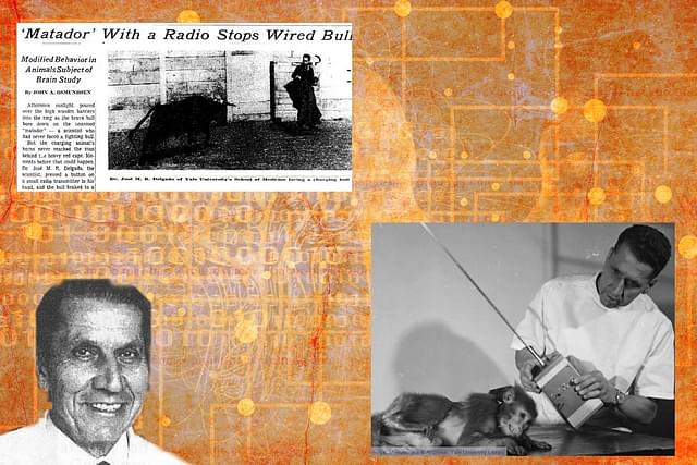 José Delgado stops a bull using a radio transmitter and a brain implant.