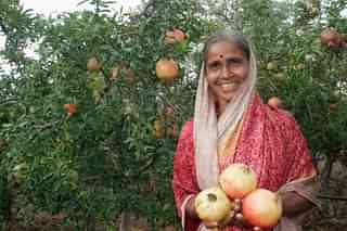 (A pomegranate farmer)