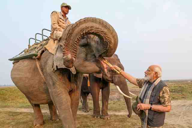 PM Modi feeding sugarcane to elephant at Kaziranga National Park