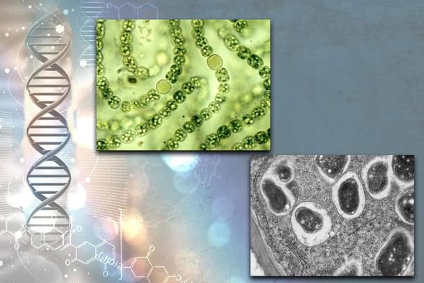 Nitrogen fixing bacterial symbiosis in marine algae (top) and root nodules of soybeans (bottom).