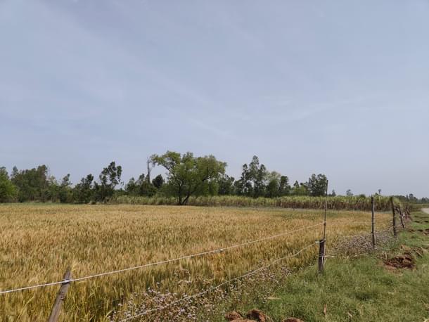 Most of the landscape in Pilibhit looks somewhat like this.