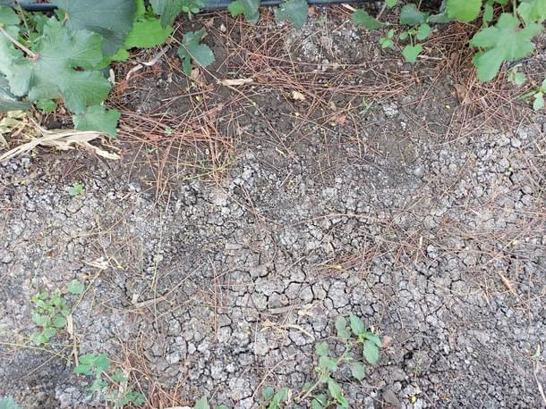 Salt thrown up by the soil in the furrows between the brinjal crop cultivated in Raut's farm.