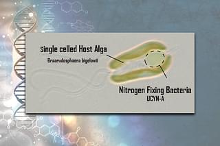 B.bigelowii-UCYN-A Alga-bacterial Symbiosis complex (Courtesy: Cell magazine)