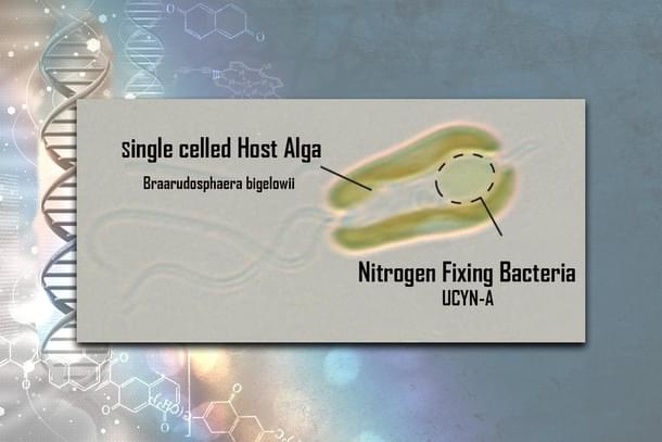 B.bigelowii-UCYN-A Alga-bacterial Symbiosis complex (Courtesy: Cell magazine)