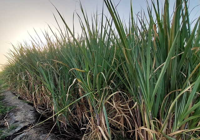 High-yielding variety of sugarcane in the fields of KVK.