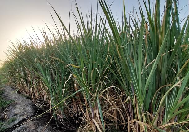 High-yielding variety of sugarcane in the fields of KVK.