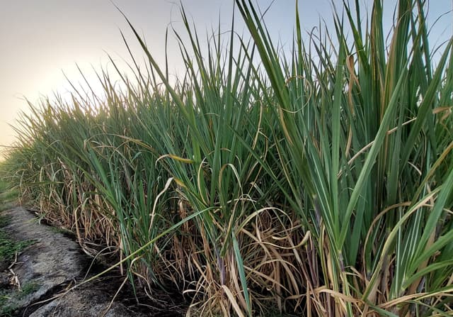 High-yielding variety of sugarcane in the fields of KVK.