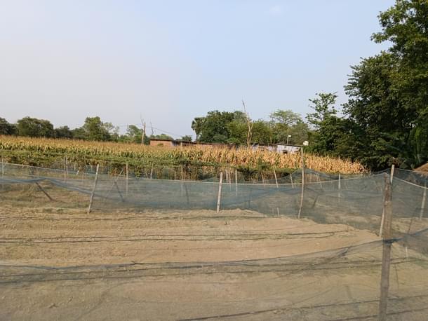 Planned farmland in Bachhwara