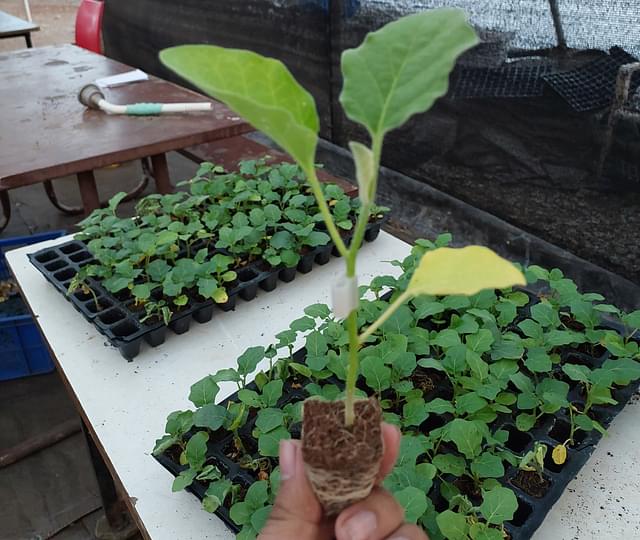 A hybrid brinjal sapling being prepared to be grafted with the wild variety of brinjal.