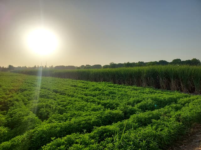 A farm in Malegaon Khurd village fed by waters from the Nira Left Bank canal near Baramati town.