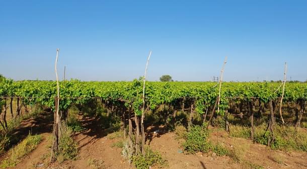 Grape plantation along the Kanheri-Jalochi road. Only few farmers in Maharashtra manage to cultivate grapes year round.