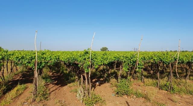 Grape plantation along the Kanheri-Jalochi road. Only few farmers in Maharashtra manage to cultivate grapes year round.