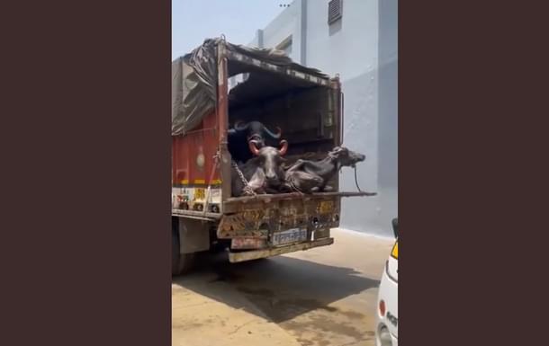 Buffaloes entering the slaughterhouse during raid.
