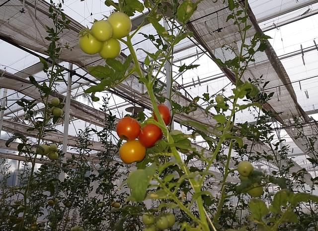 A variety of tomato creeper which can grow up to 40 feet. 