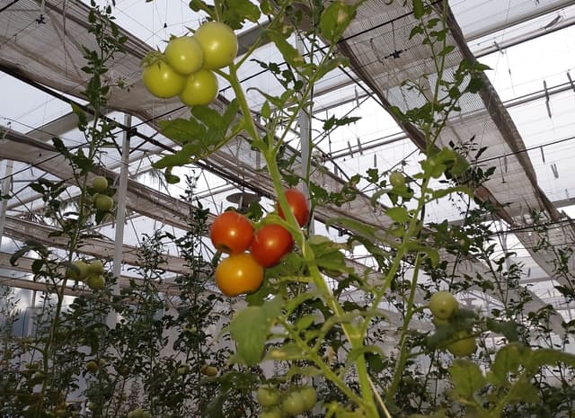 A variety of tomato creeper which can grow up to 40 feet.
