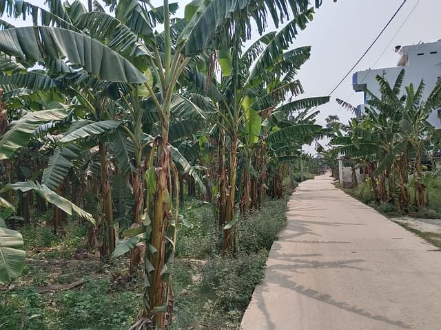 Banana plantations on both sides of road