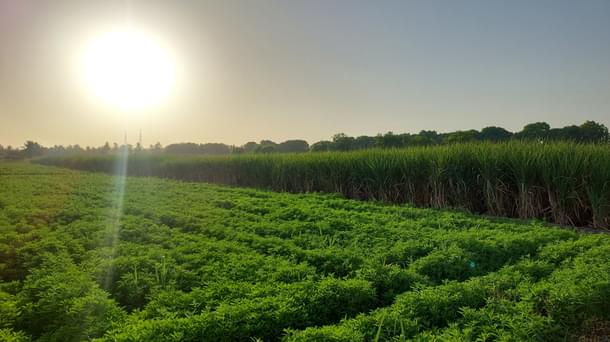 A farm along the Katewadi-Kanheri village road.