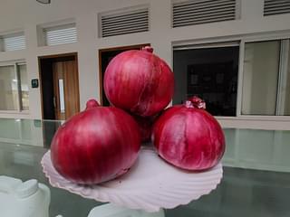 Specimens of large onions grown in the fields of KVK.