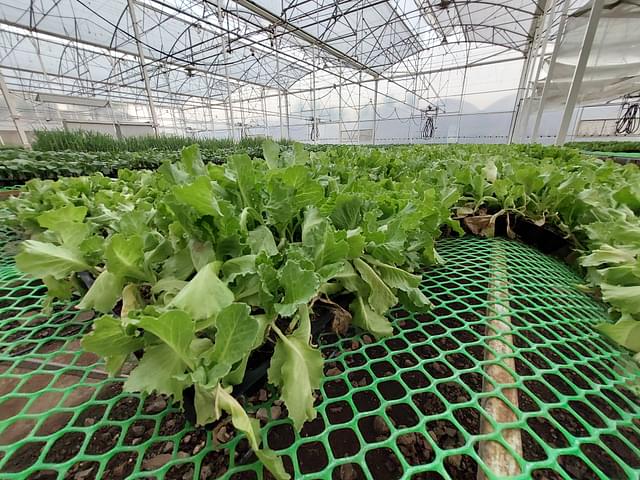 Rows of lettuce grown in specially controlled environment.