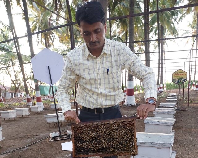 Santosh Godse of the KVK at the apiary displaying a stack full of specially-bred honeybees.