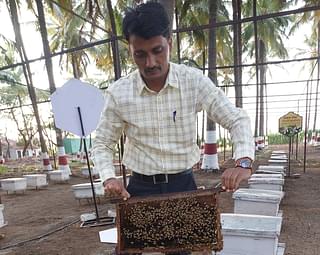 Santosh Godse of the KVK at the apiary displaying a stack full of specially-bred honeybees.