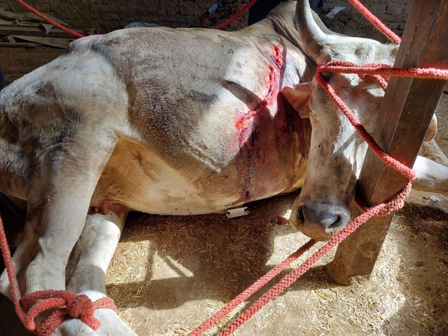 The cow in the above picture after treatment 