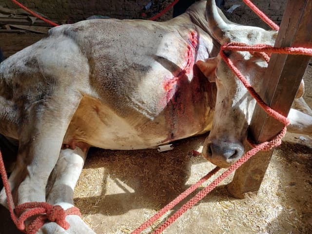 The cow in the above picture after treatment