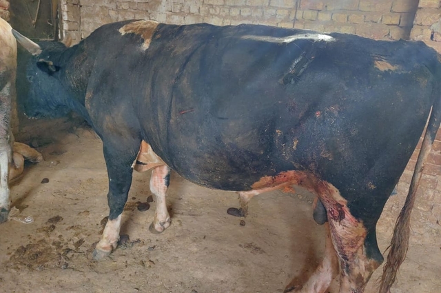 The cow in the above picture after treatment 