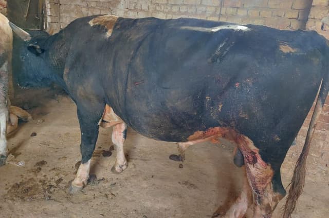 The cow in the above picture after treatment
