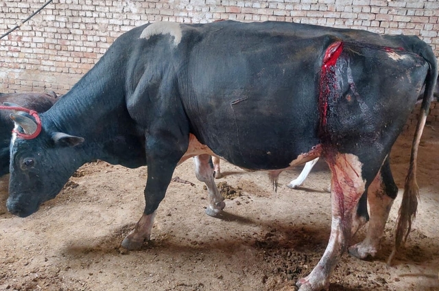 Picture of an injured cow 