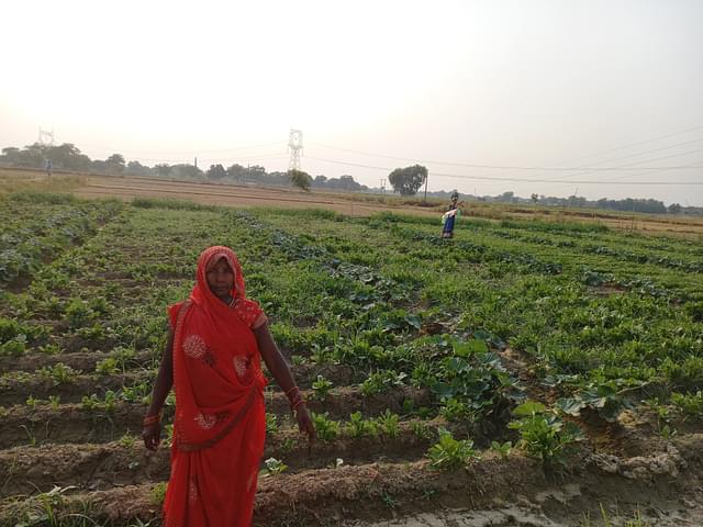 Women - the custodians of seasonal crop (Image credit: Sumati Mehrishi)