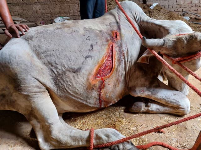 Picture of an injured cow