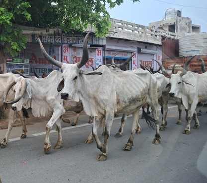Long-horned cows and bulls on the road