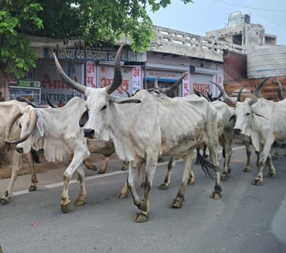 Long-horned cows and bulls on the road