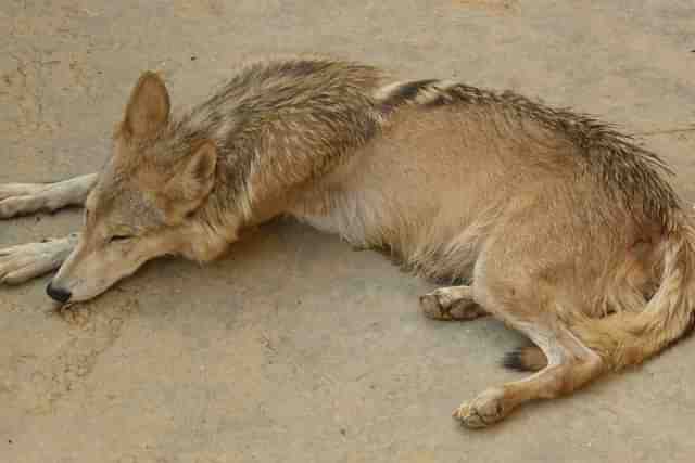 An Indian wolf (Representative Image) (Pic Via Wikipedia)