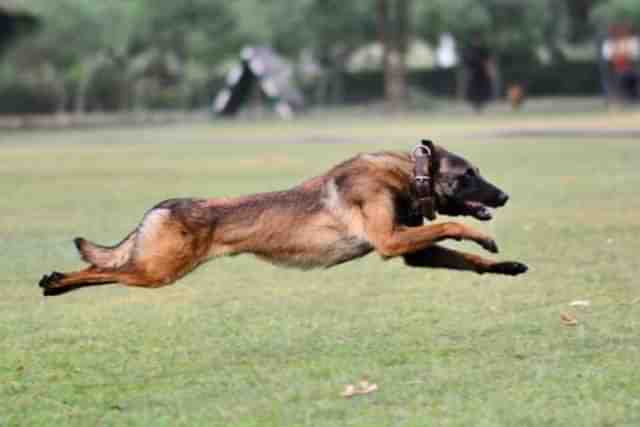 Indian Army dog Phantom