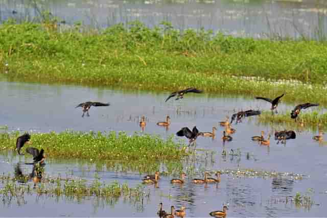 Biodiversity in India