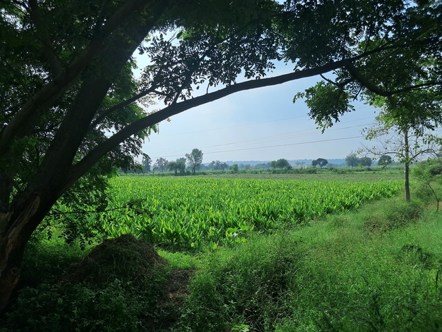 Waigon Turmeric Farm