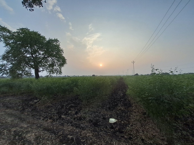 Urad Dal Farm