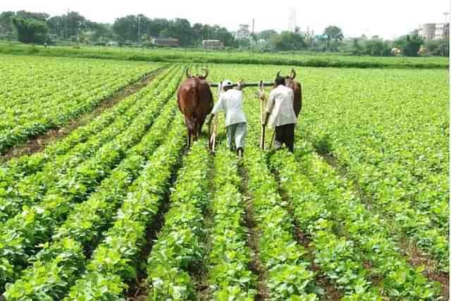 Soyabean Cultivation