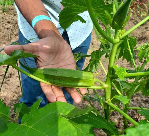 A native variety of lady's finger (Pritesh Kamath/Isha)