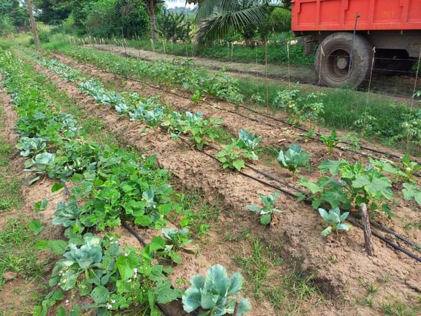 Beds depicting the concept of multi cropping and mixed cropping ( S Rajesh)