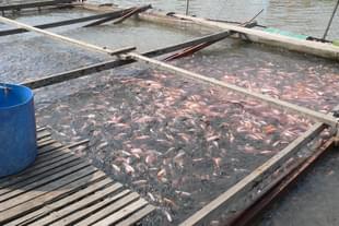 Cage fish farming (representative image)