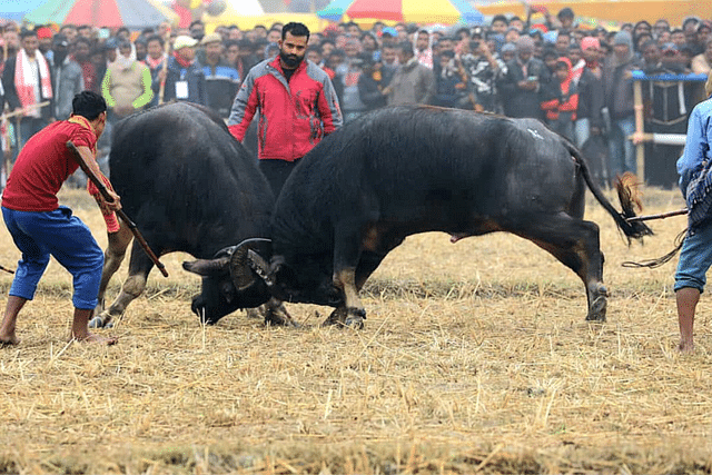 Buffalo fights, locally known as Moh Juj, are deeply ingrained in Assam's cultural fabric