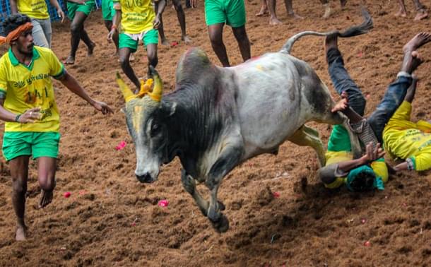 Jallikattu